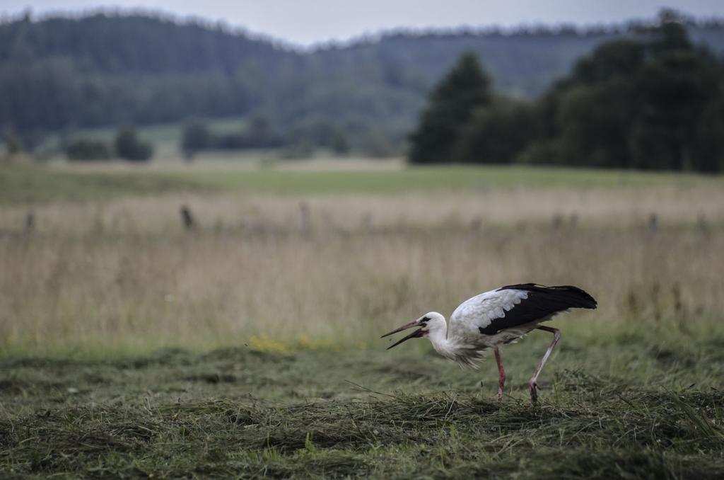 Agropensjonat Stręgielek Eksteriør billede
